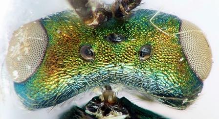 Stenomalina liparae